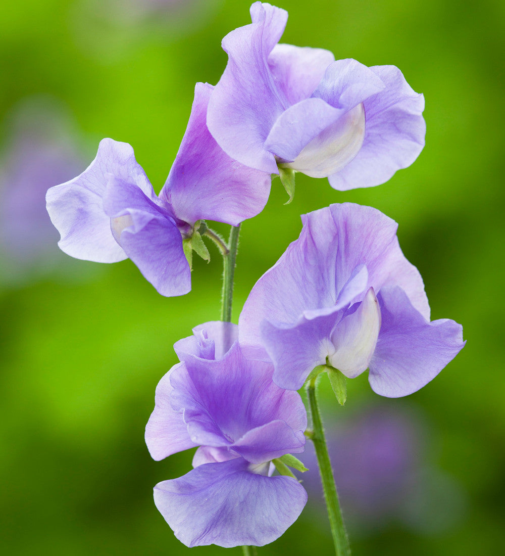 Clouds of Scent Sweet Pea Collection