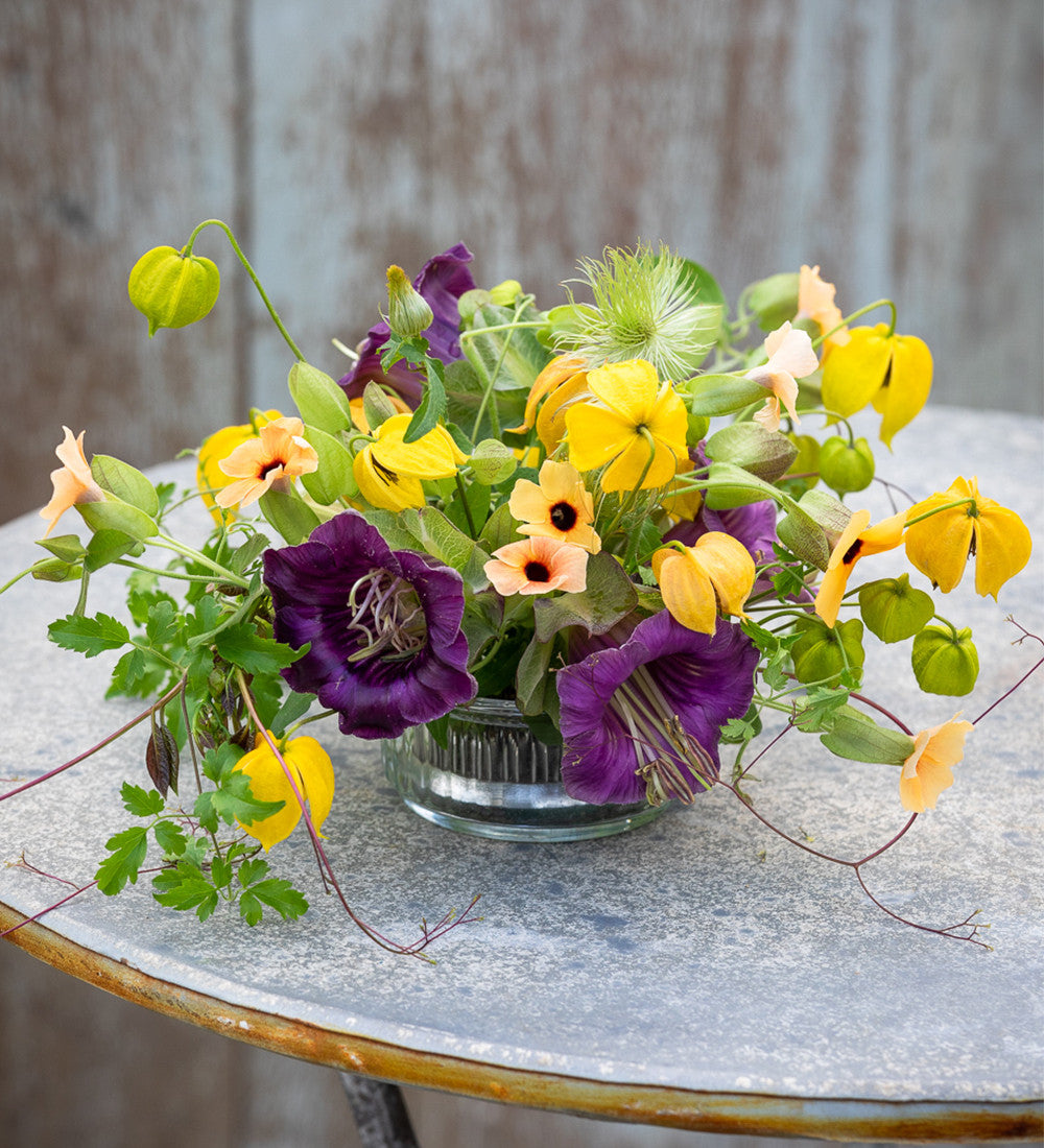 Cobaea scandens