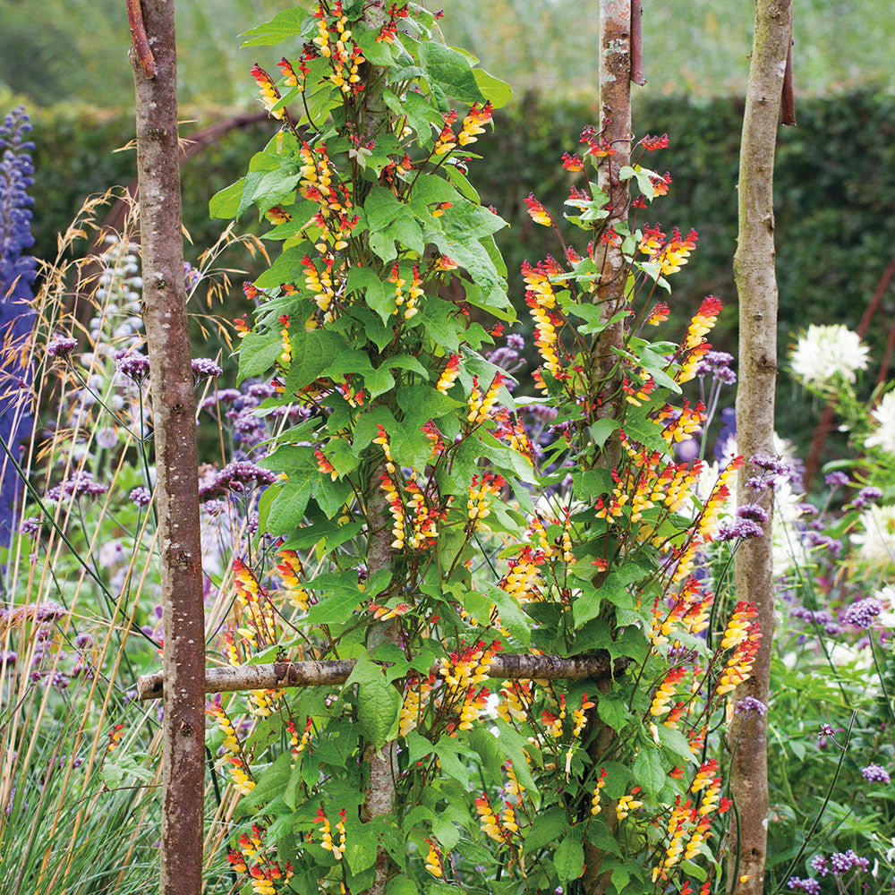 Ipomoea lobata
