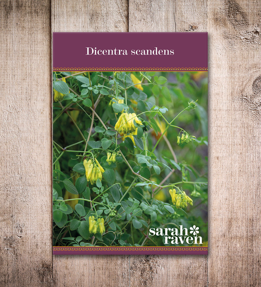 Dicentra scandens