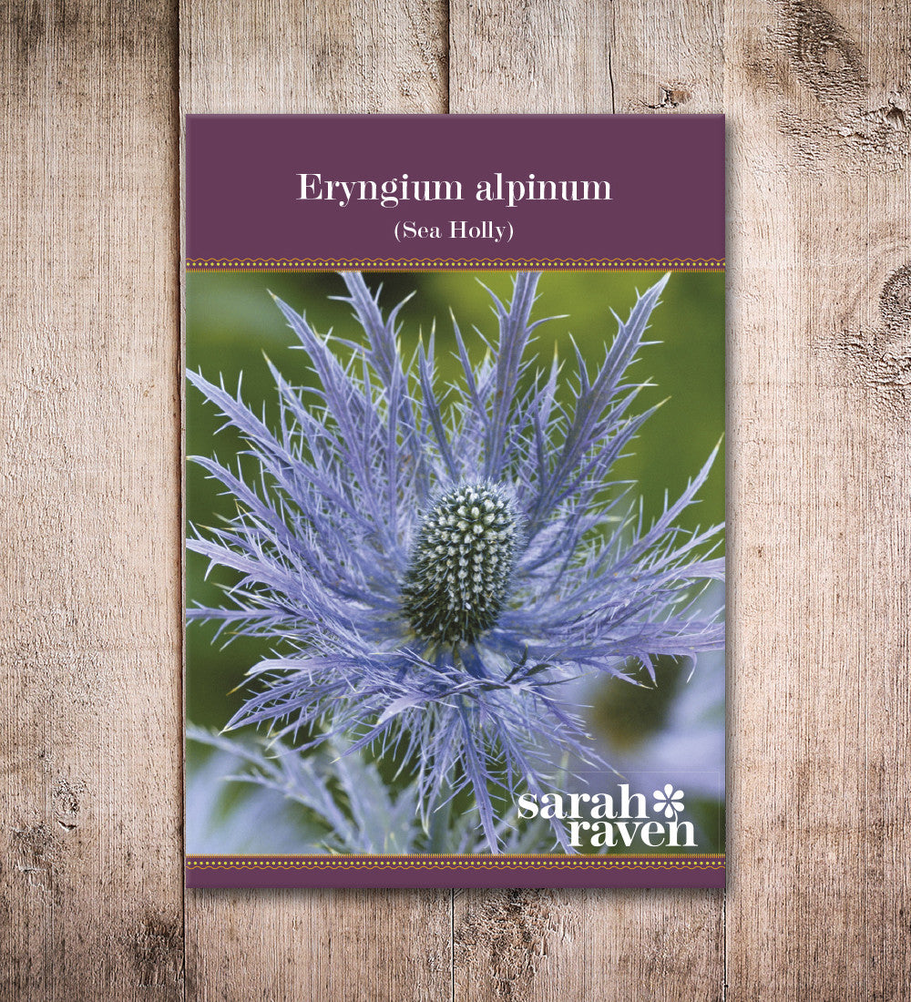 Eryngium alpinum