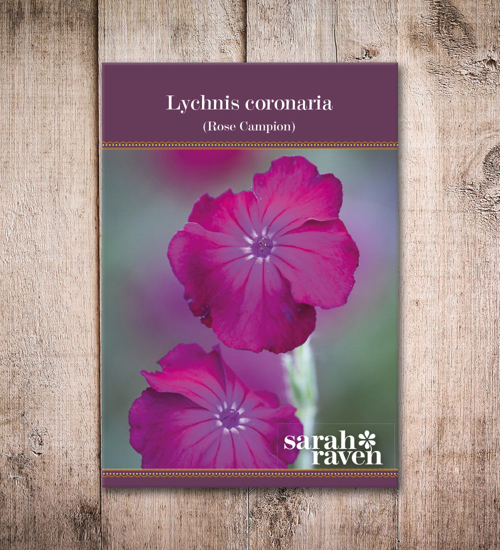 Lychnis coronaria (Rose campion)