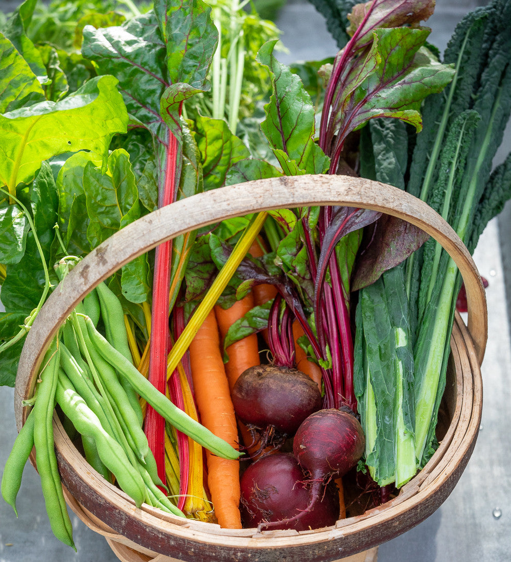Chard 'Bright Lights'