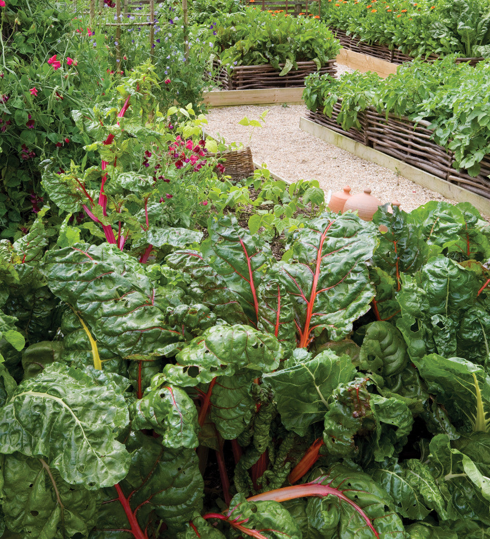 Chard 'Bright Lights'