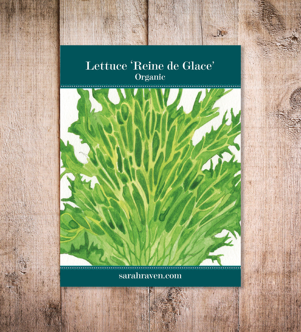 Lettuce 'Reine de Glaces'