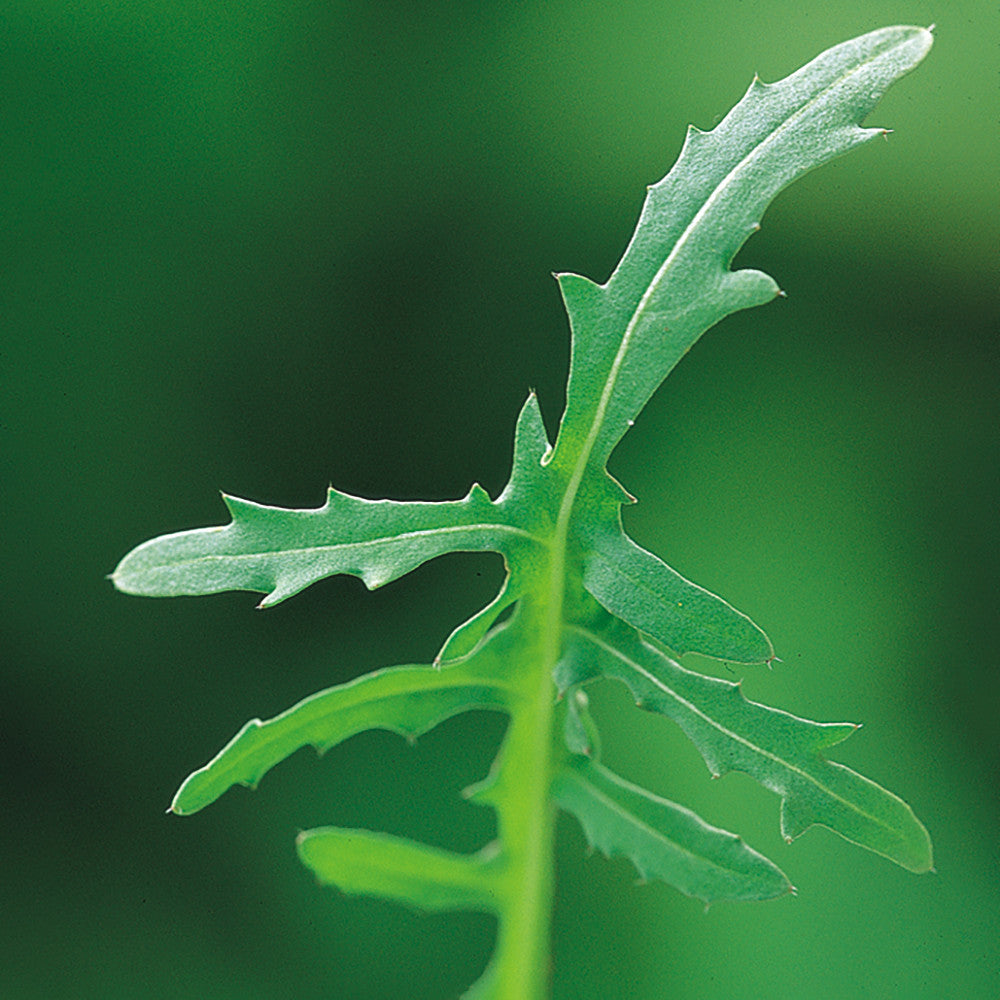 Wild Rocket