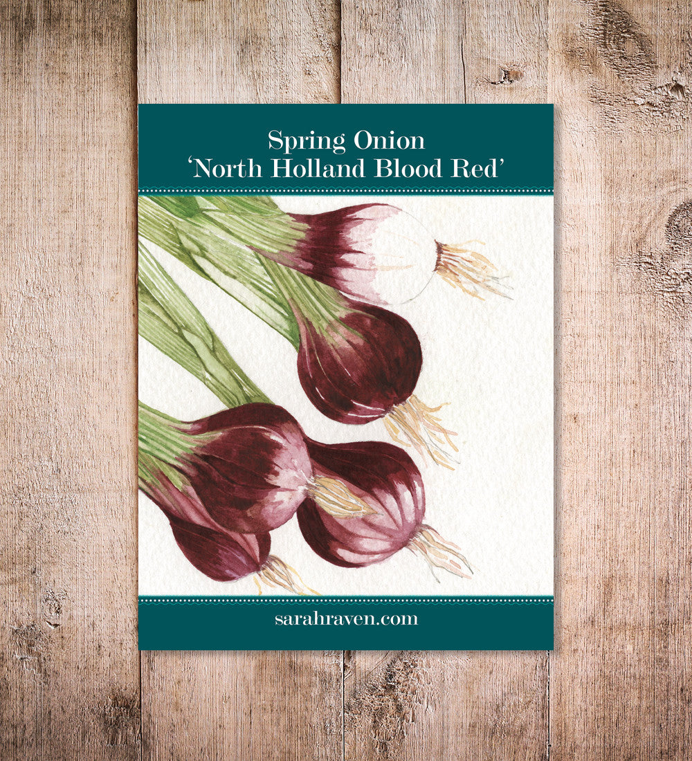 Spring Onion 'North Holland Blood Red'