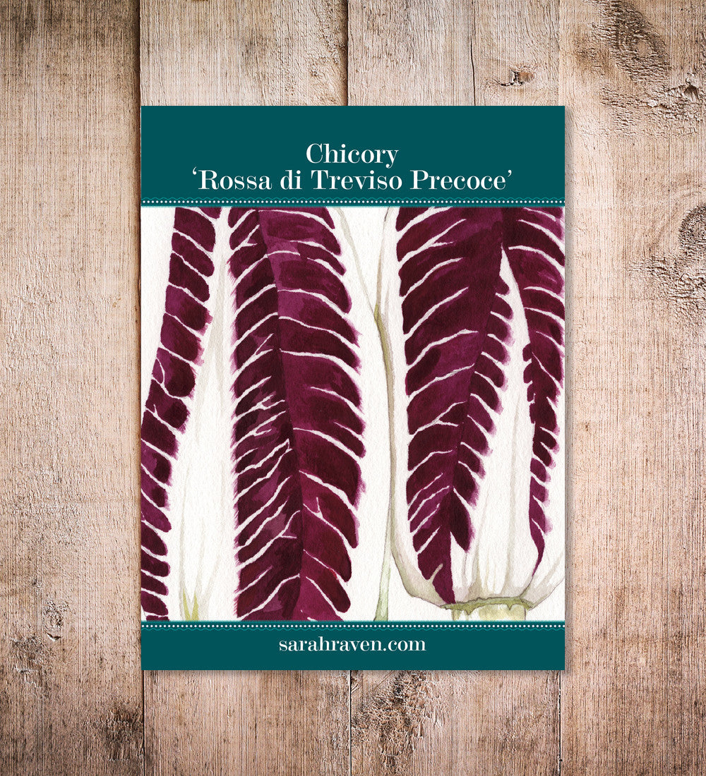 Chicory 'Rossa di Treviso Precoce'