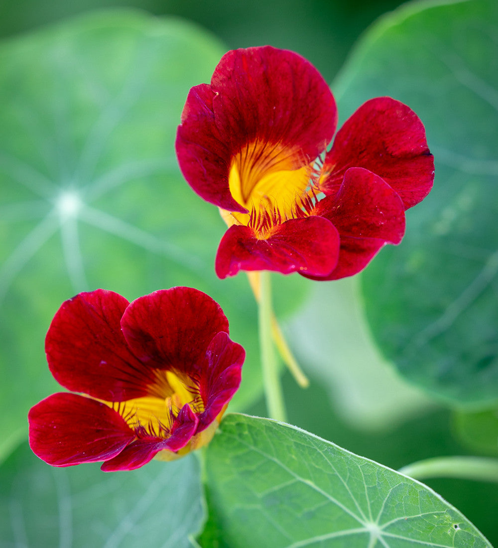 Nasturtium 'Black Velvet' (Tropaeolum minus)