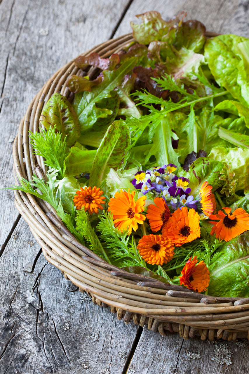 Lettuce 'Black Seeded Simpson'