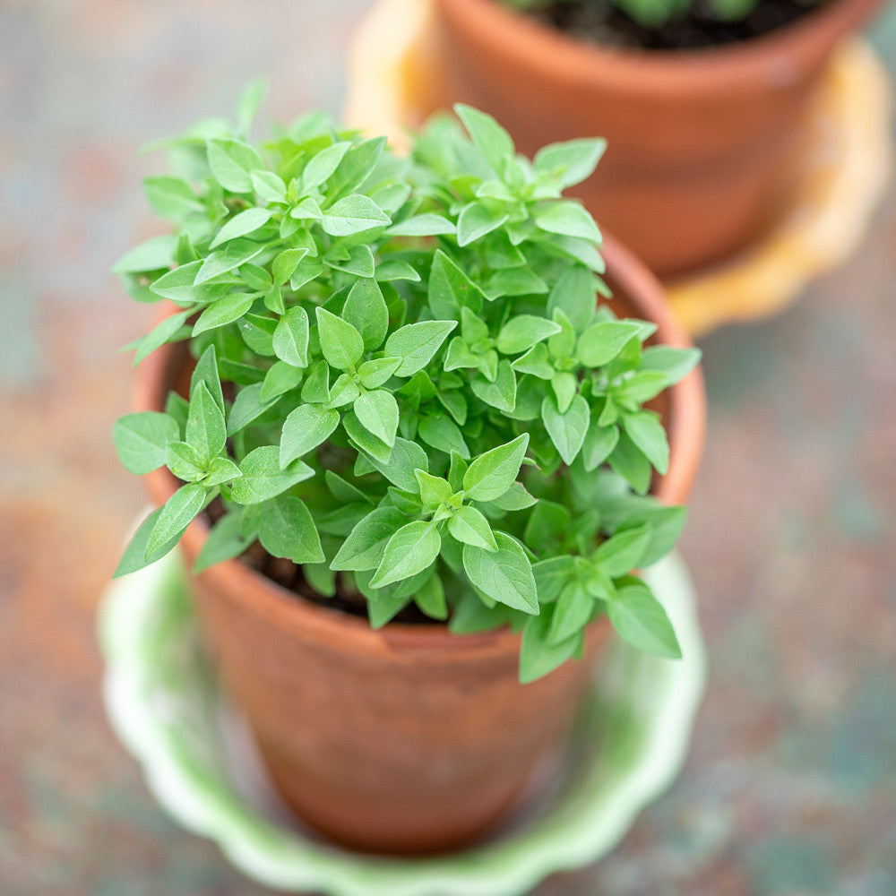 Basil 'Greek'