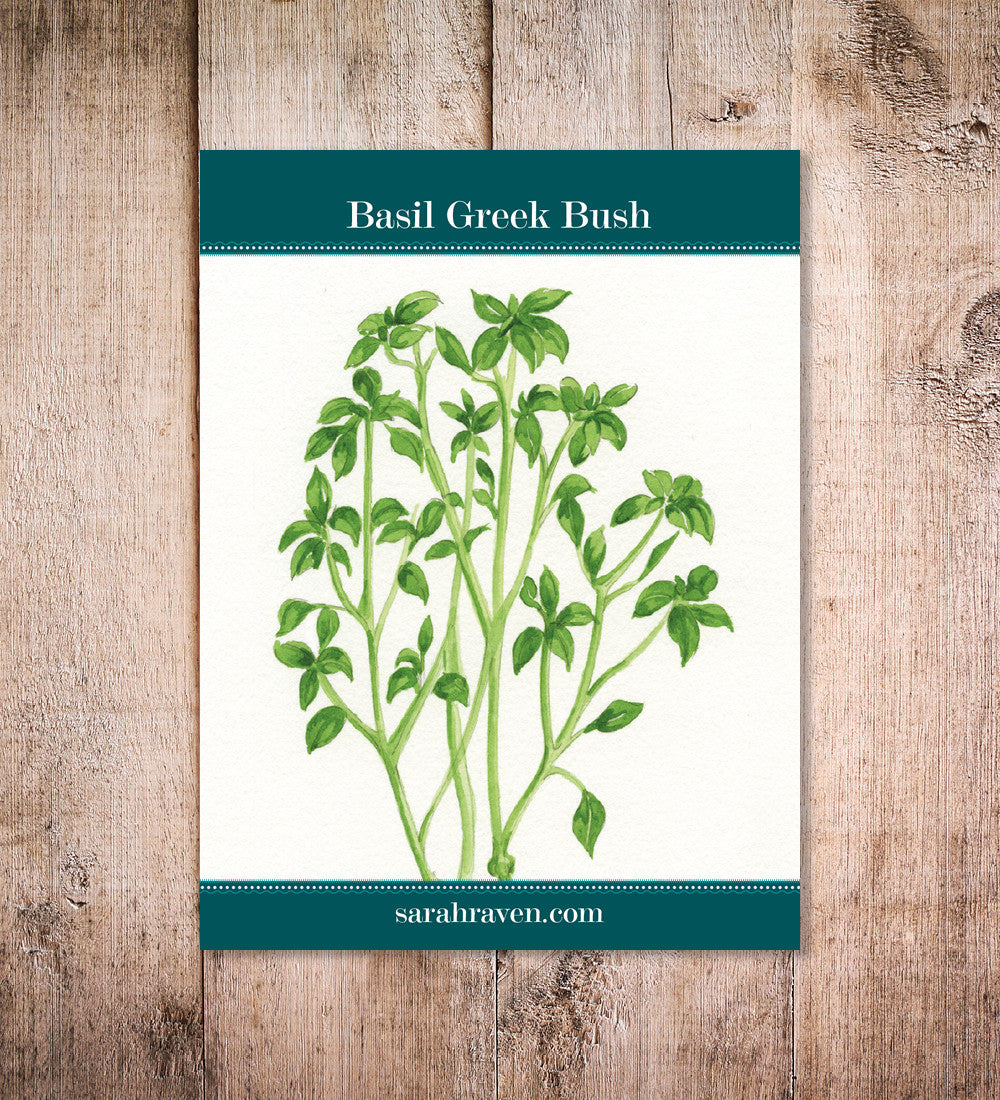 Basil 'Greek'