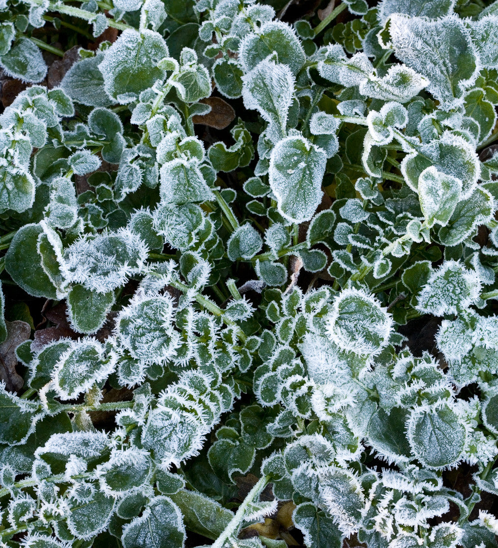 American Land Cress