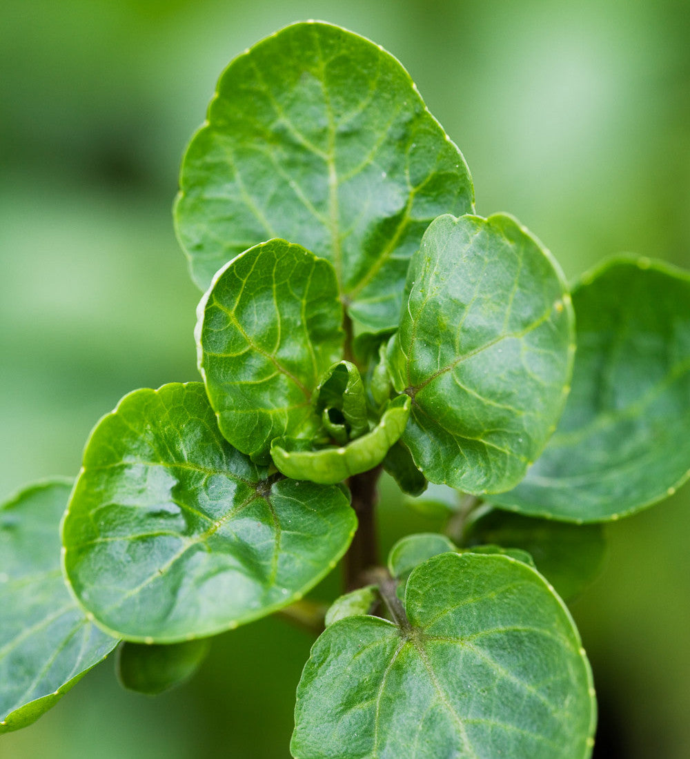 Watercress