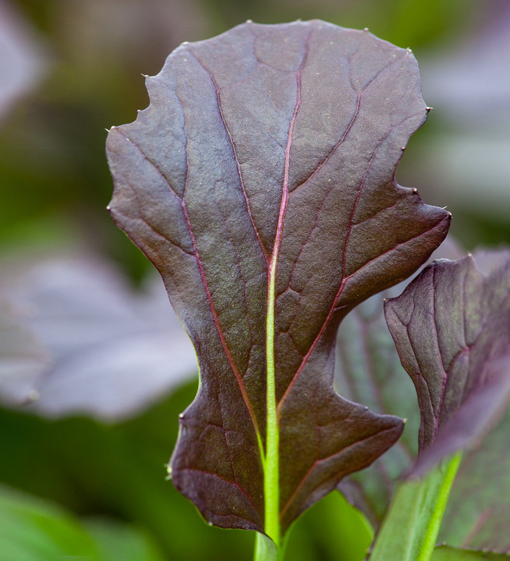 Mizuna 'Red Knight' F1