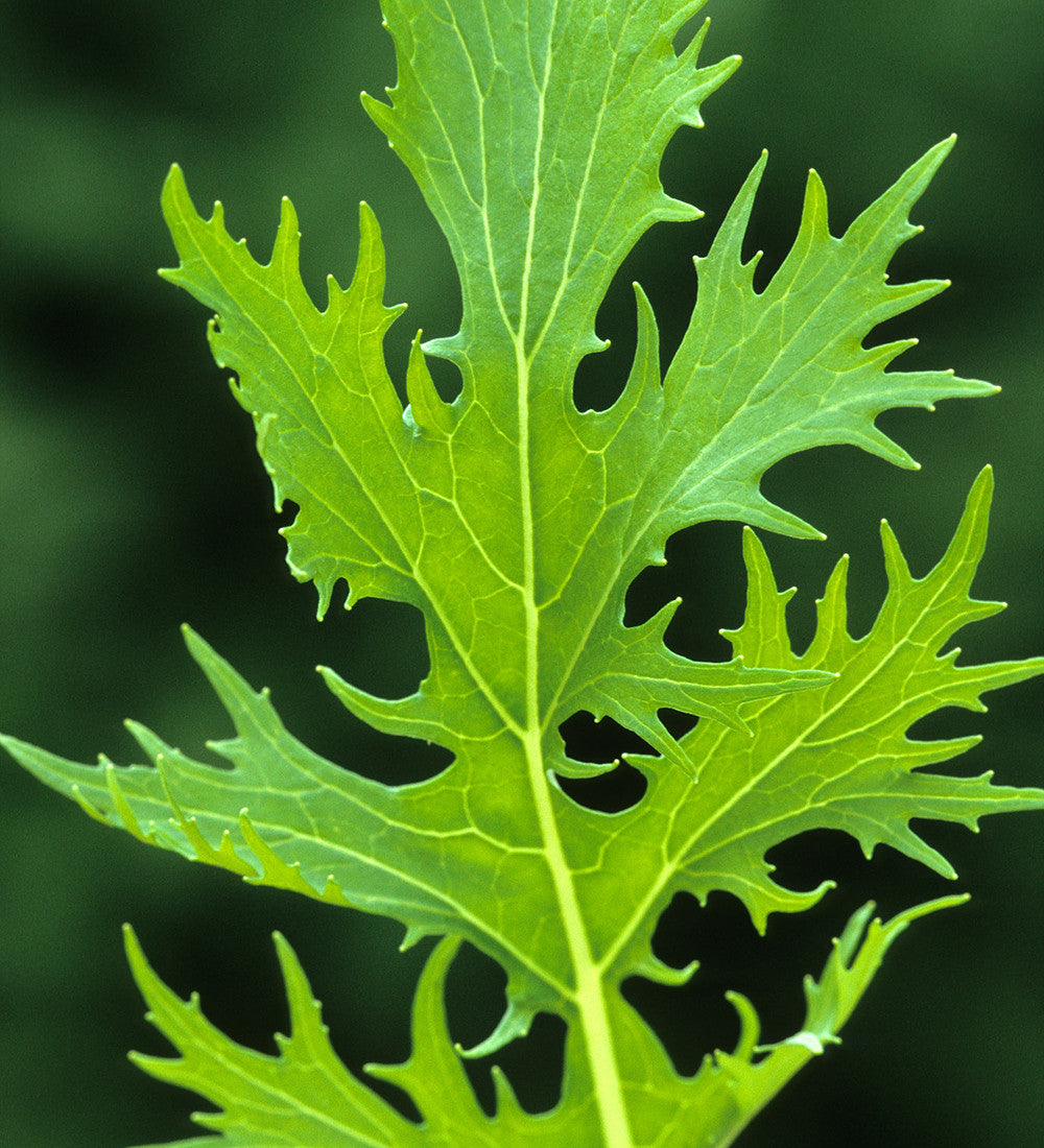 Salad Leaf Autumn & Winter Mix