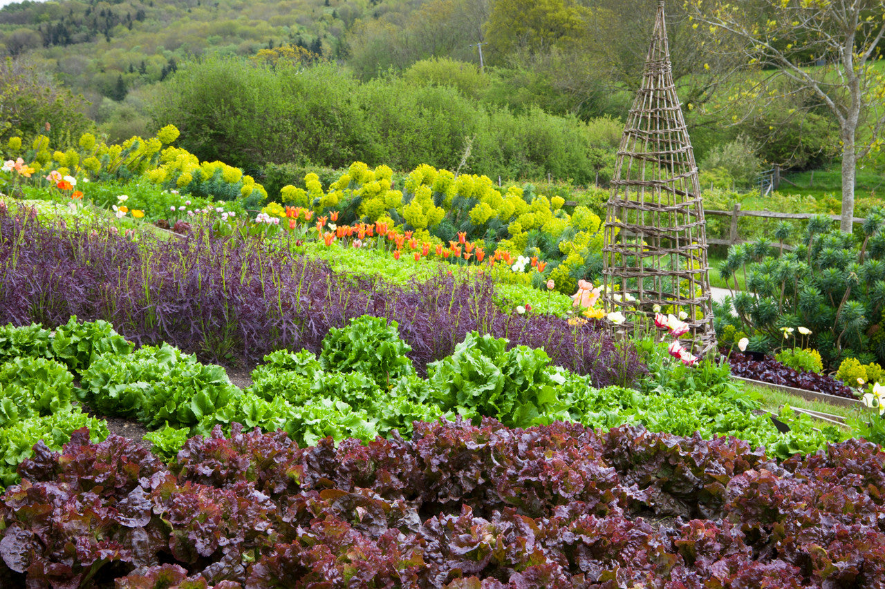 Lettuce Best Summer Mix