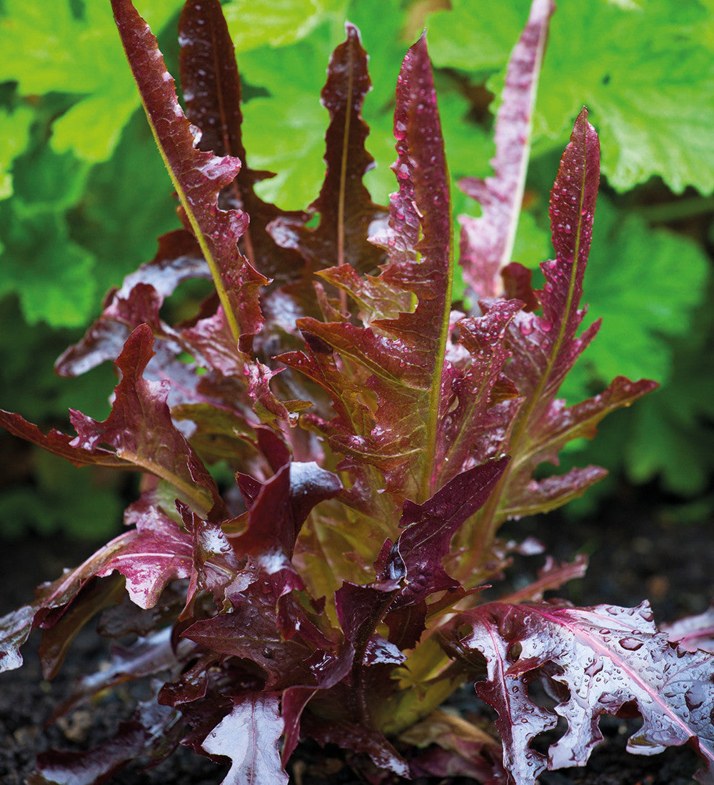 Lettuce Best Summer Mix