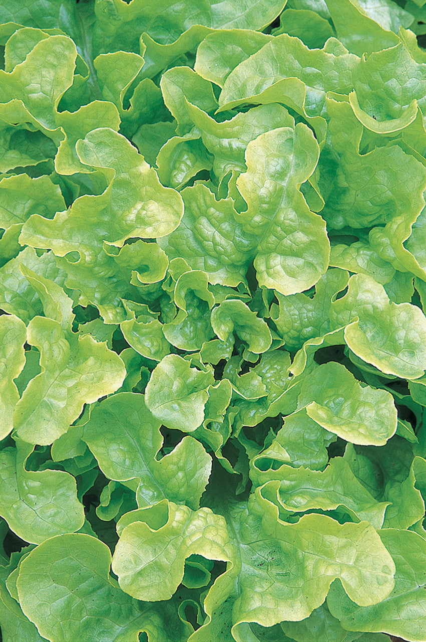 Lettuce Best Winter Mix