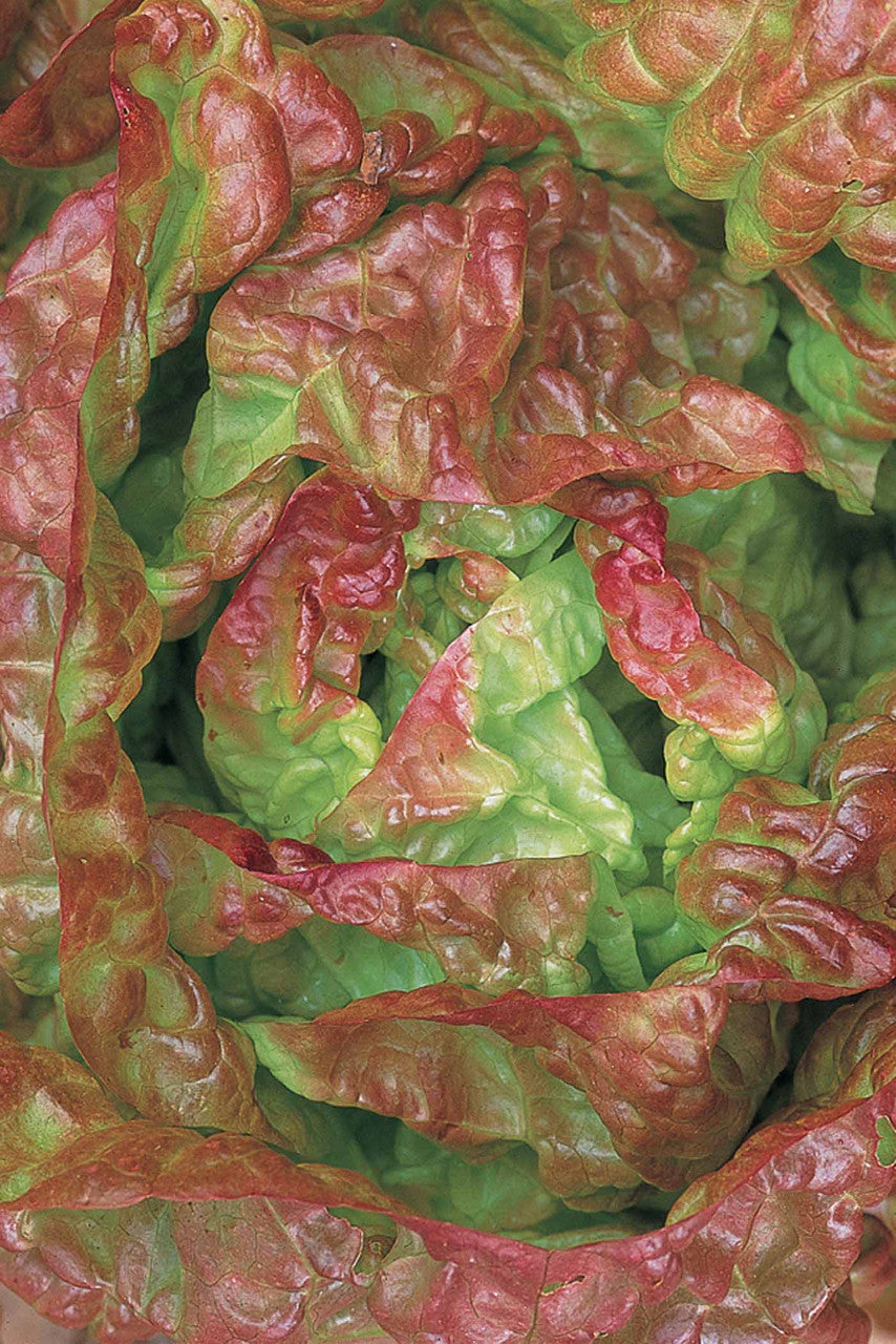 Lettuce Best Winter Mix