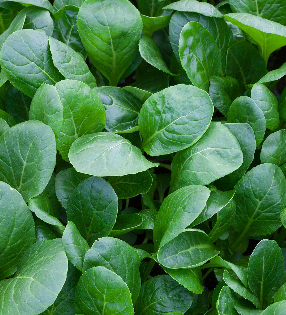 Komatsuna (Mustard Spinach)