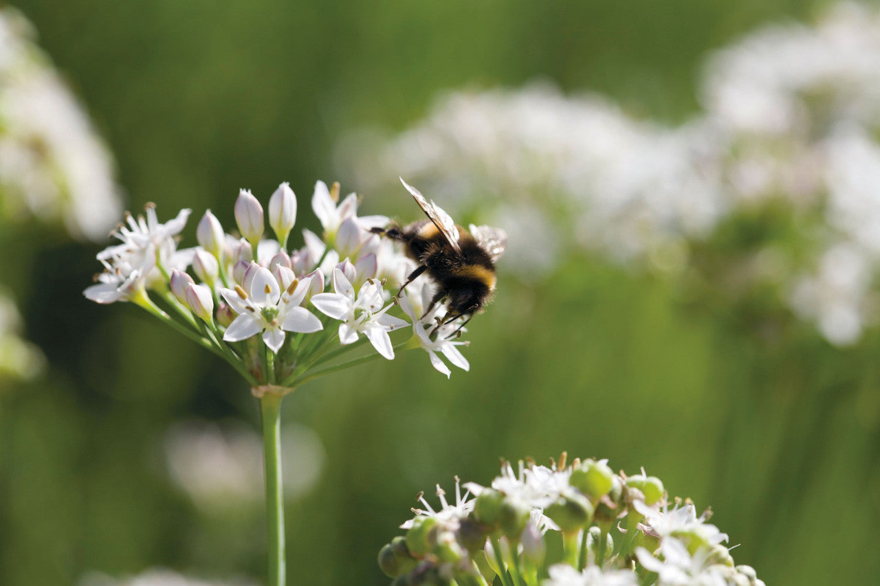 Garlic Chives (Allium tuberosum)