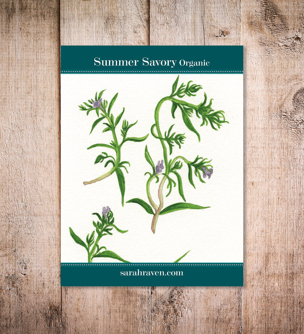 Summer Savory (Satureja hortensis)