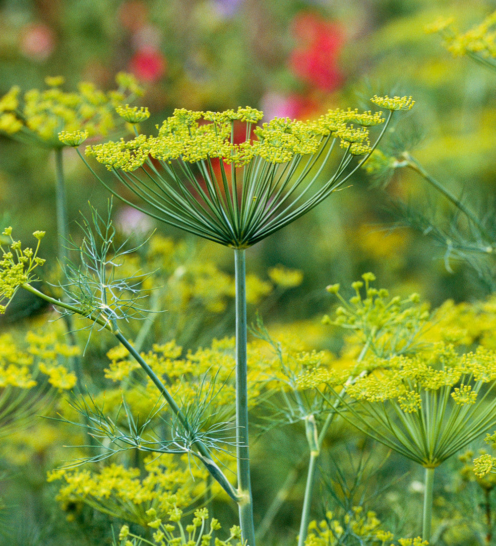 Dill 'Tetra'