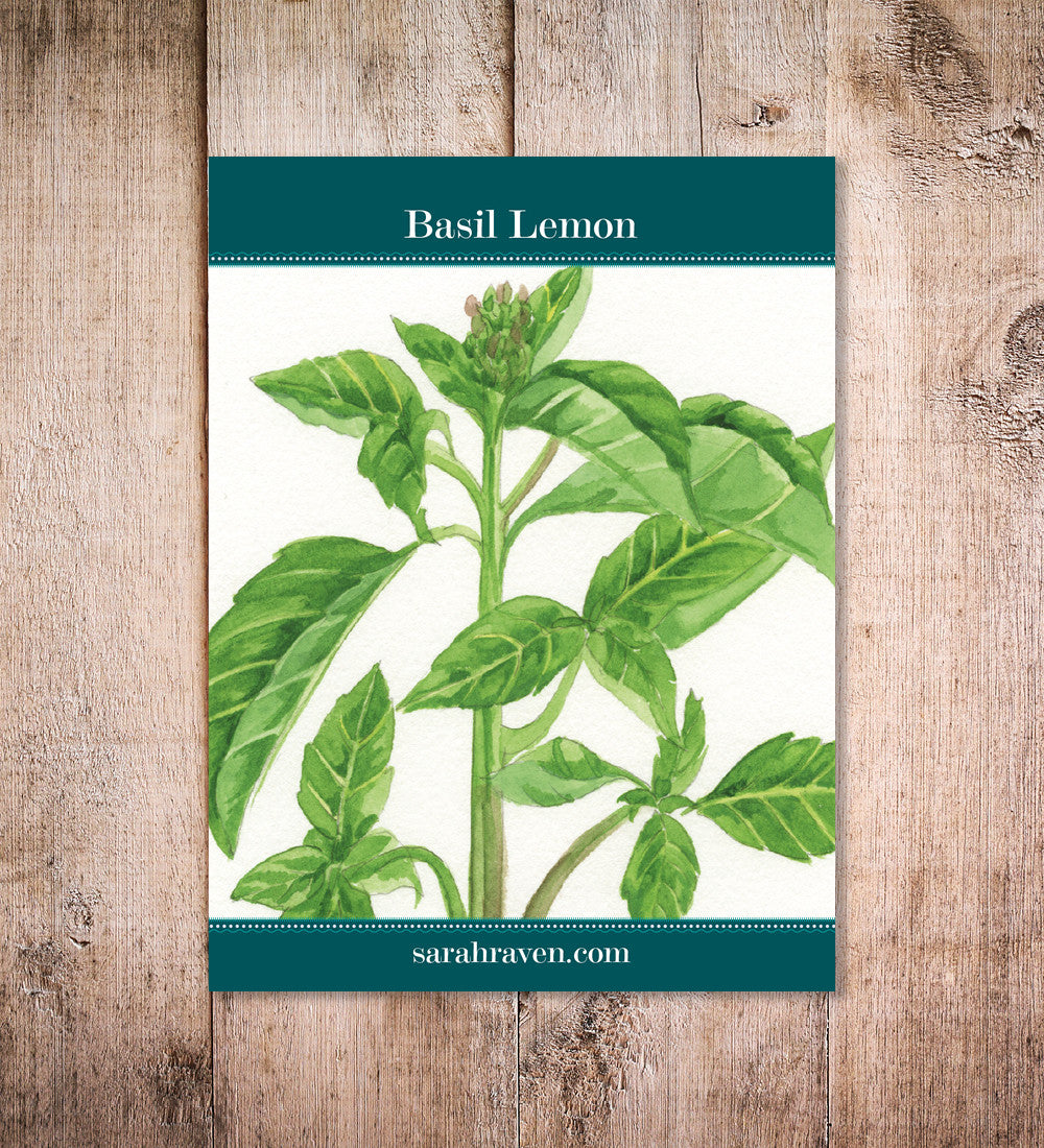 Basil 'Lemon'