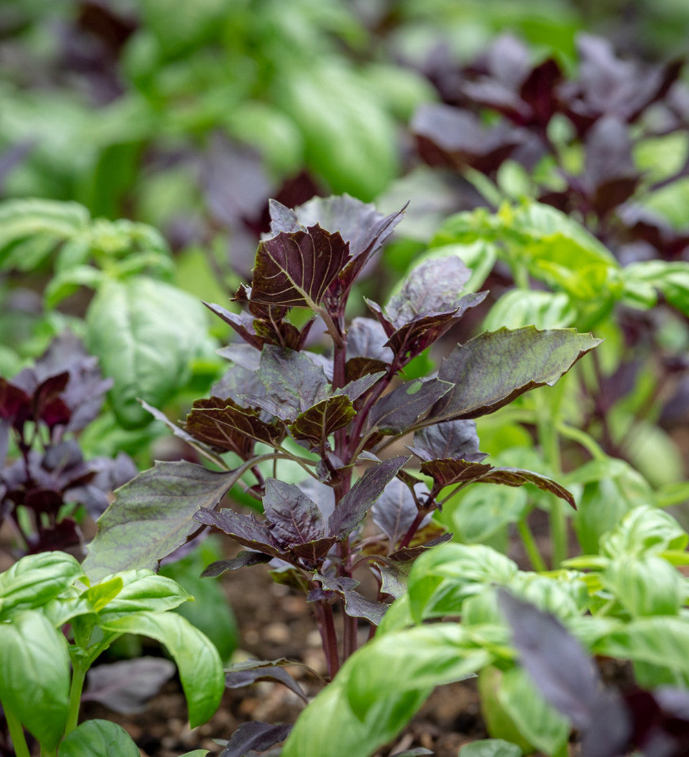 Basil 'Red Boza'