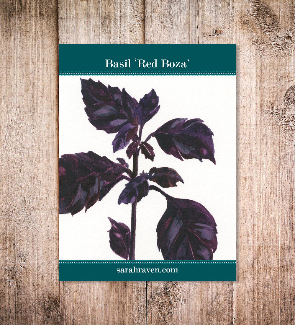 Basil 'Red Boza'
