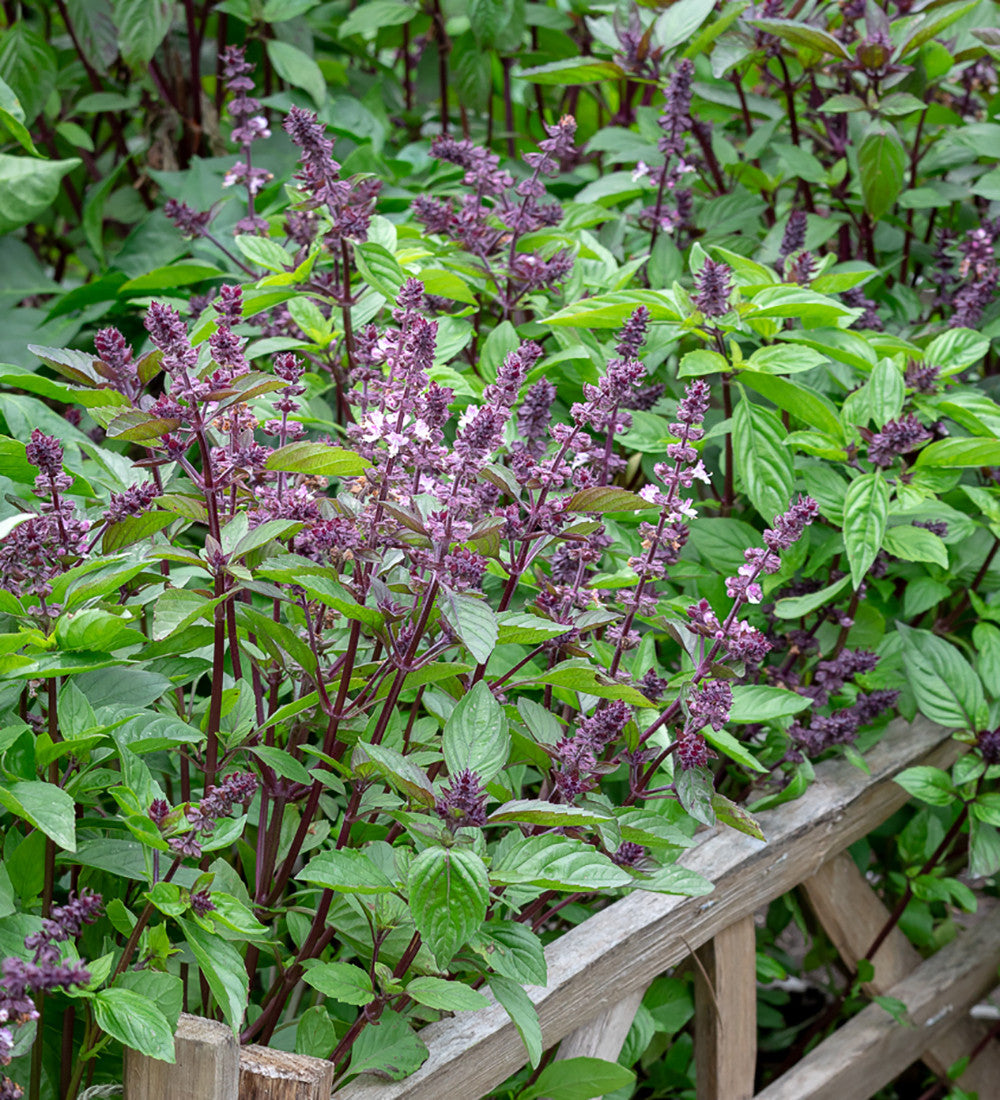 Basil 'Horapha nanum'
