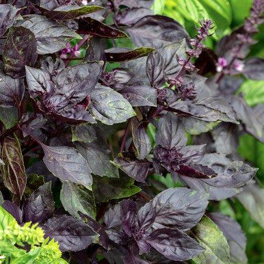 Basil 'Red Rubin'