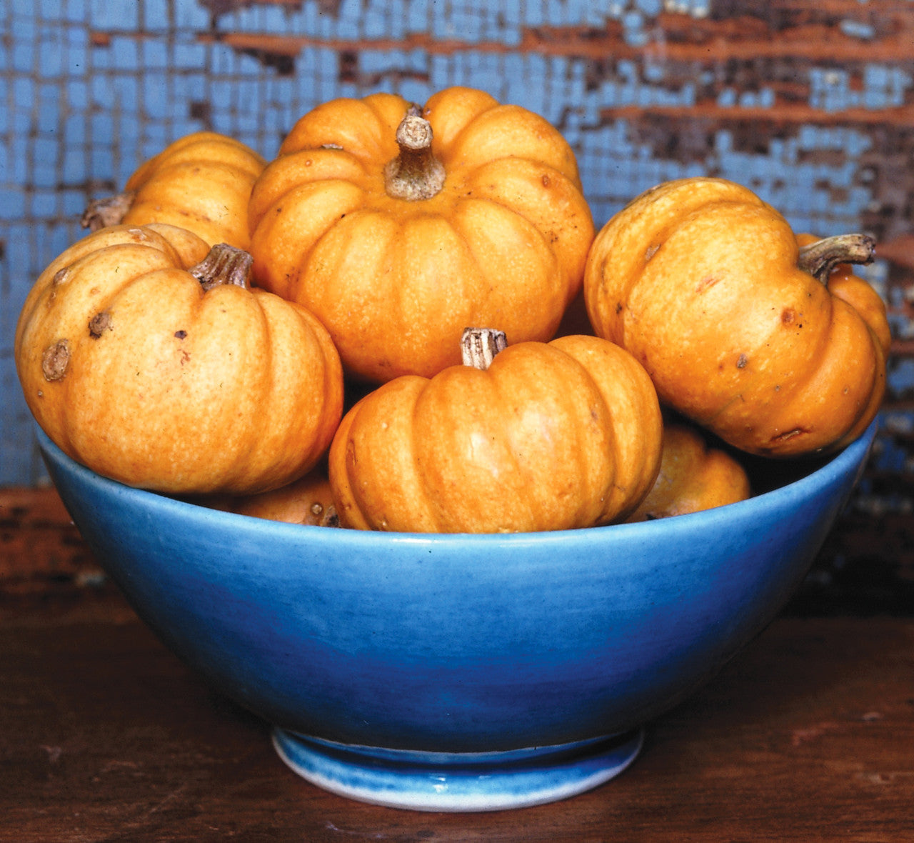 Pumpkin 'Jill be Little' (Climbing)