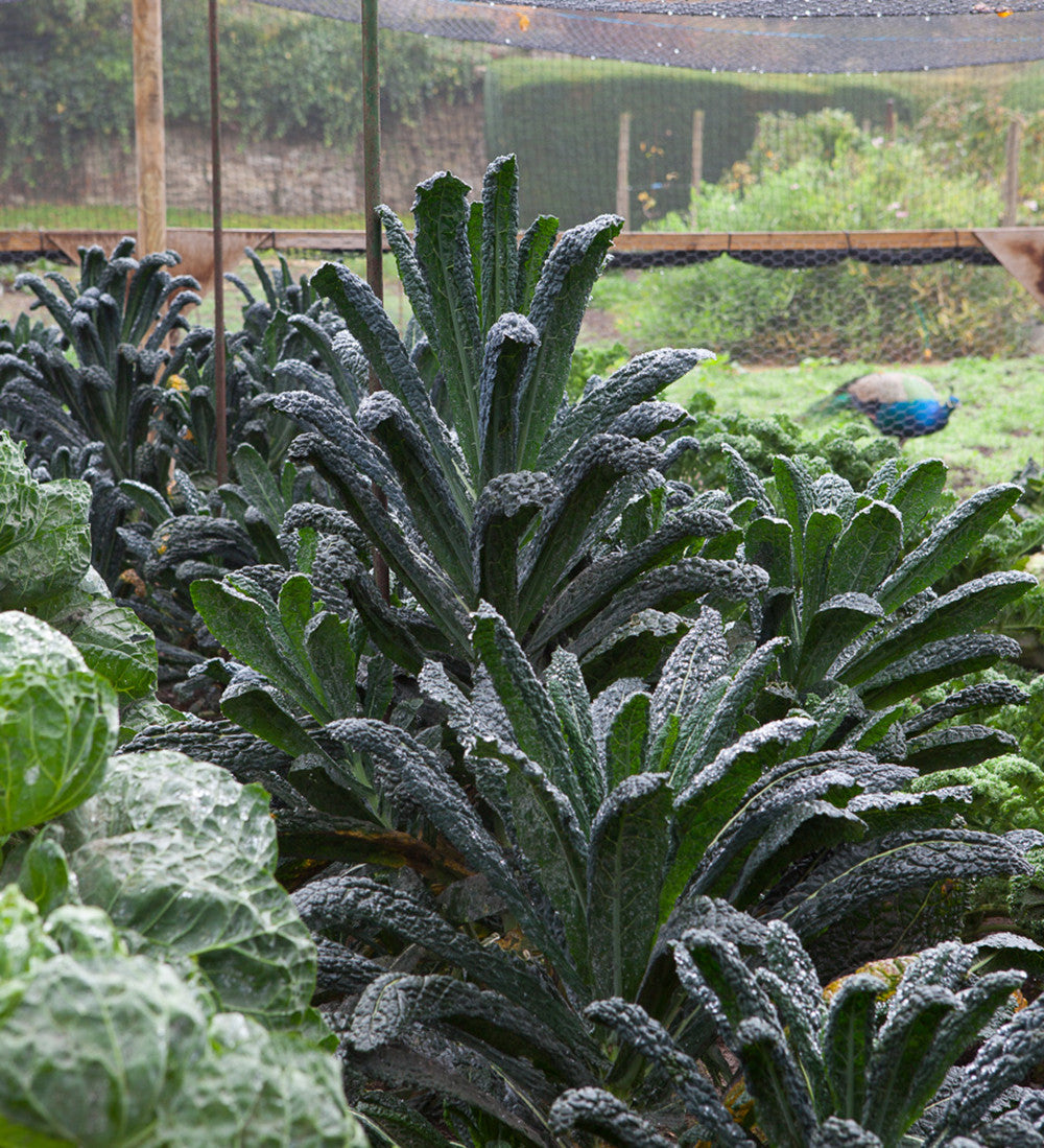 Kale 'Nero di Toscana'