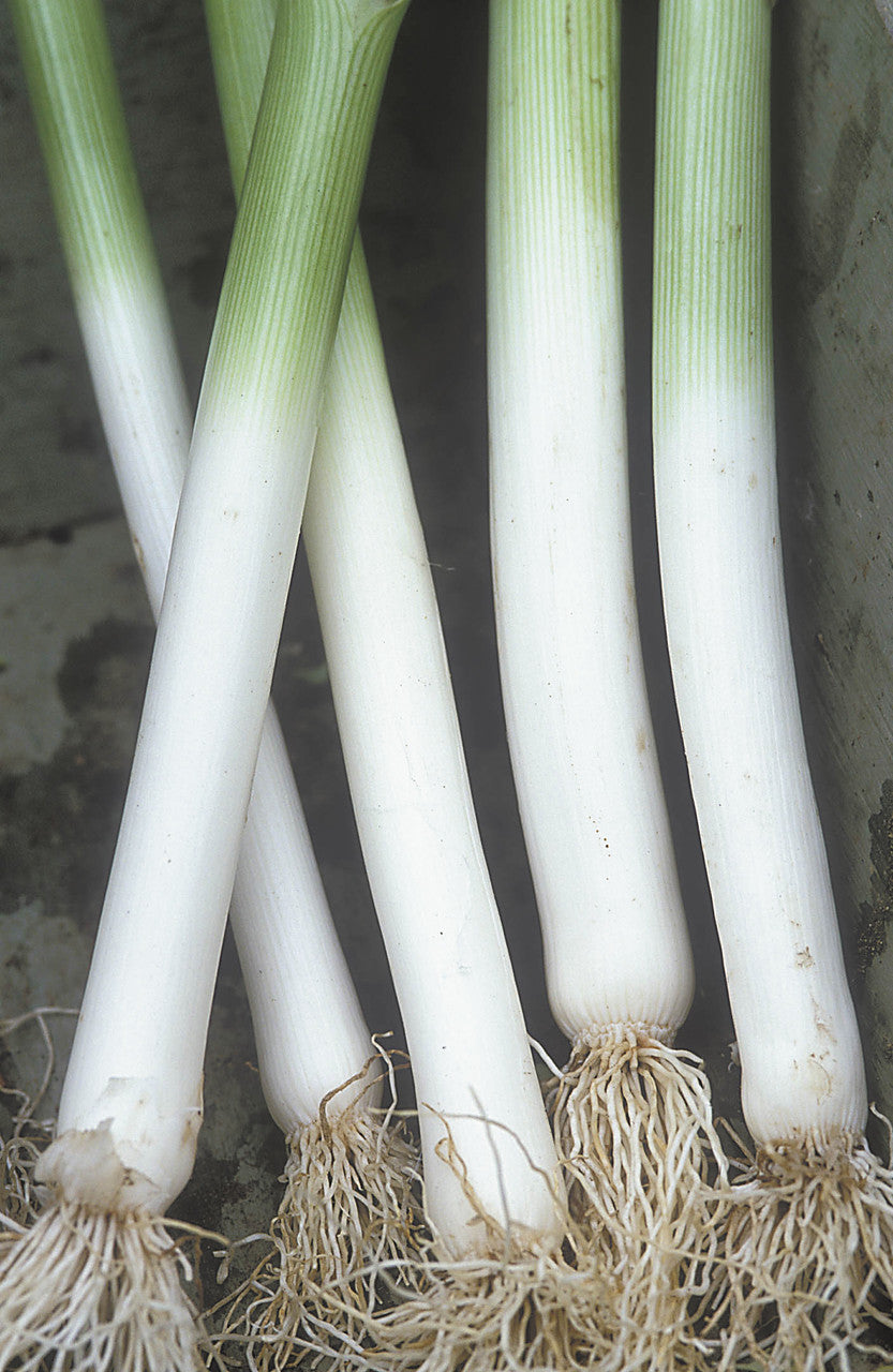 Leek 'Autumn Giant 2' (Hannibal)