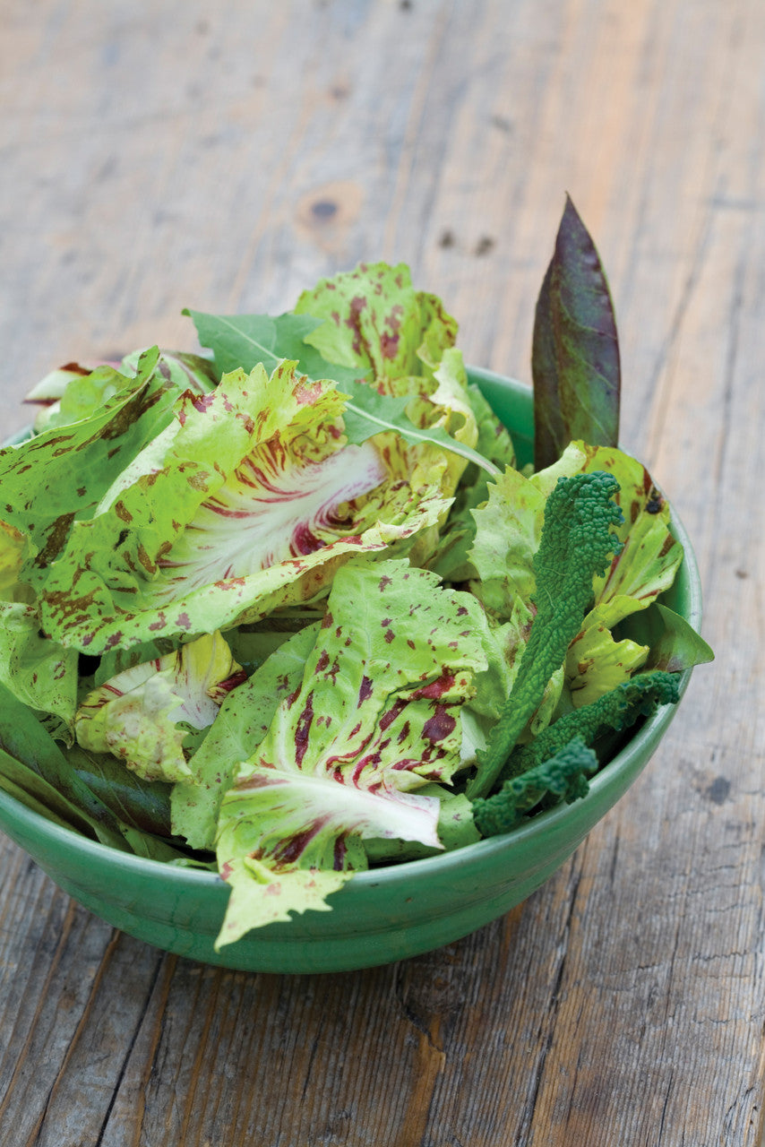 Chicory 'Variegato di Castelfranco'