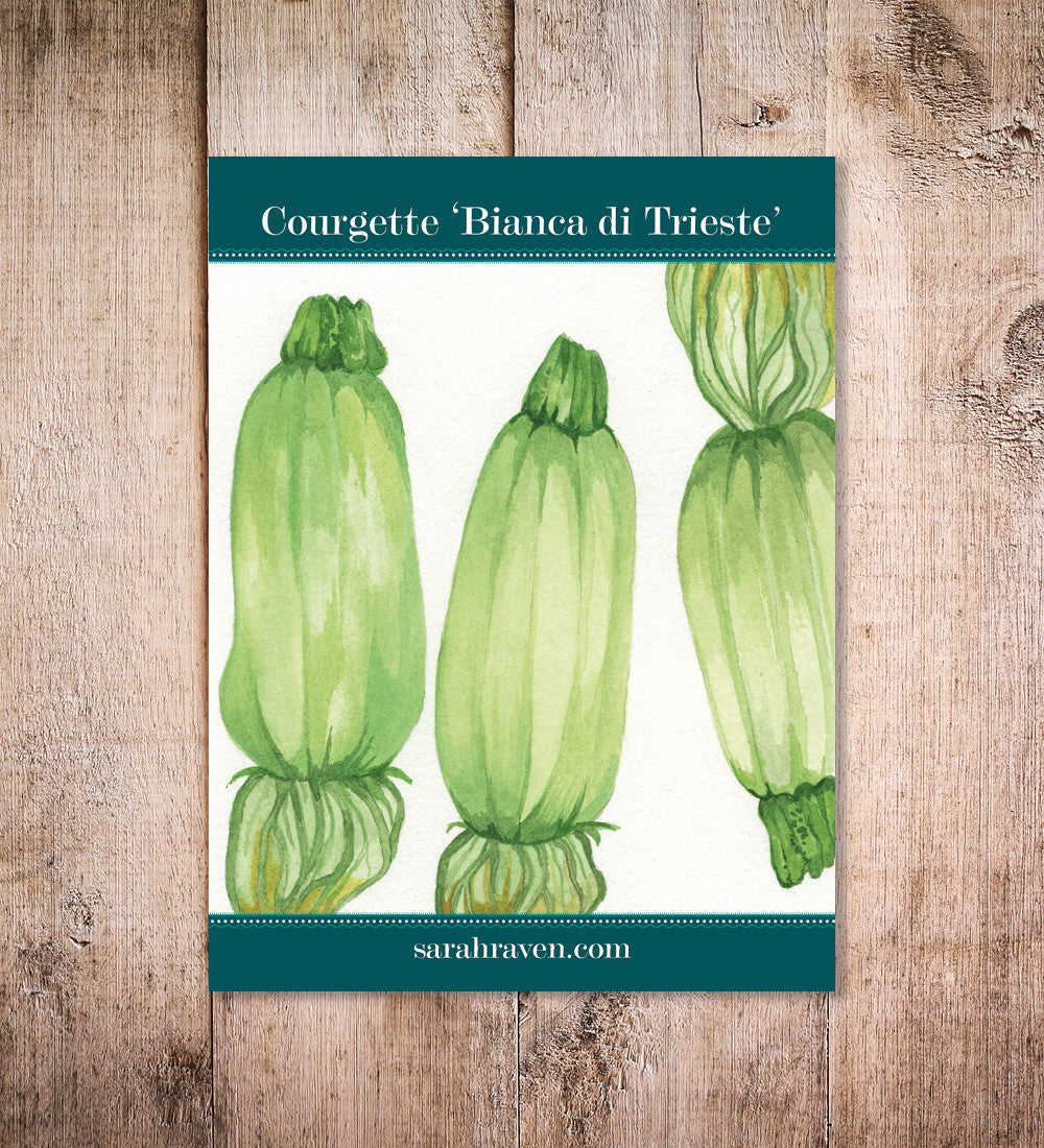Courgette 'Bianca di Trieste'