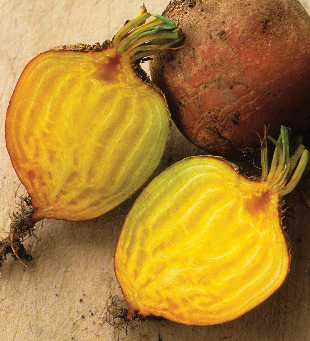 Beetroot 'Burpees Golden'