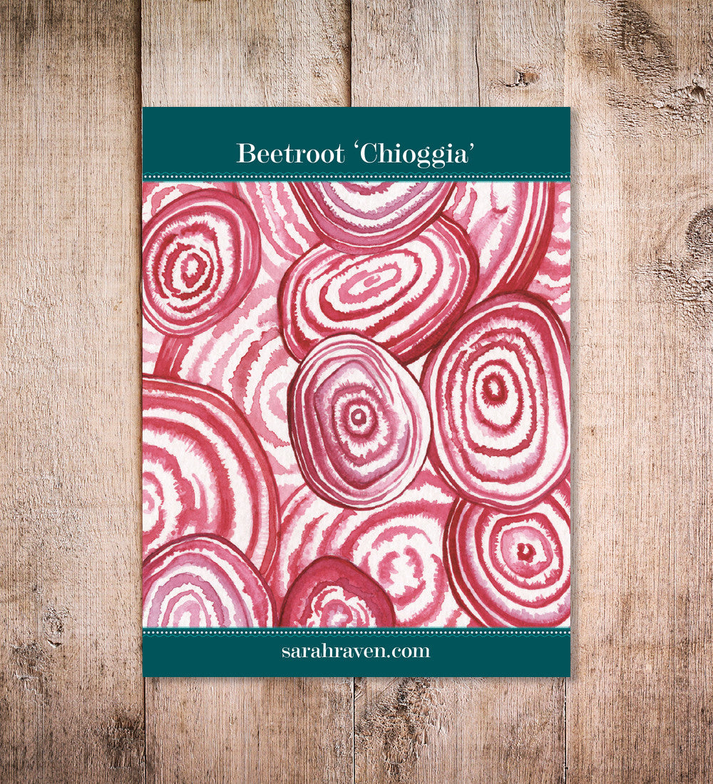 Beetroot 'Chioggia'
