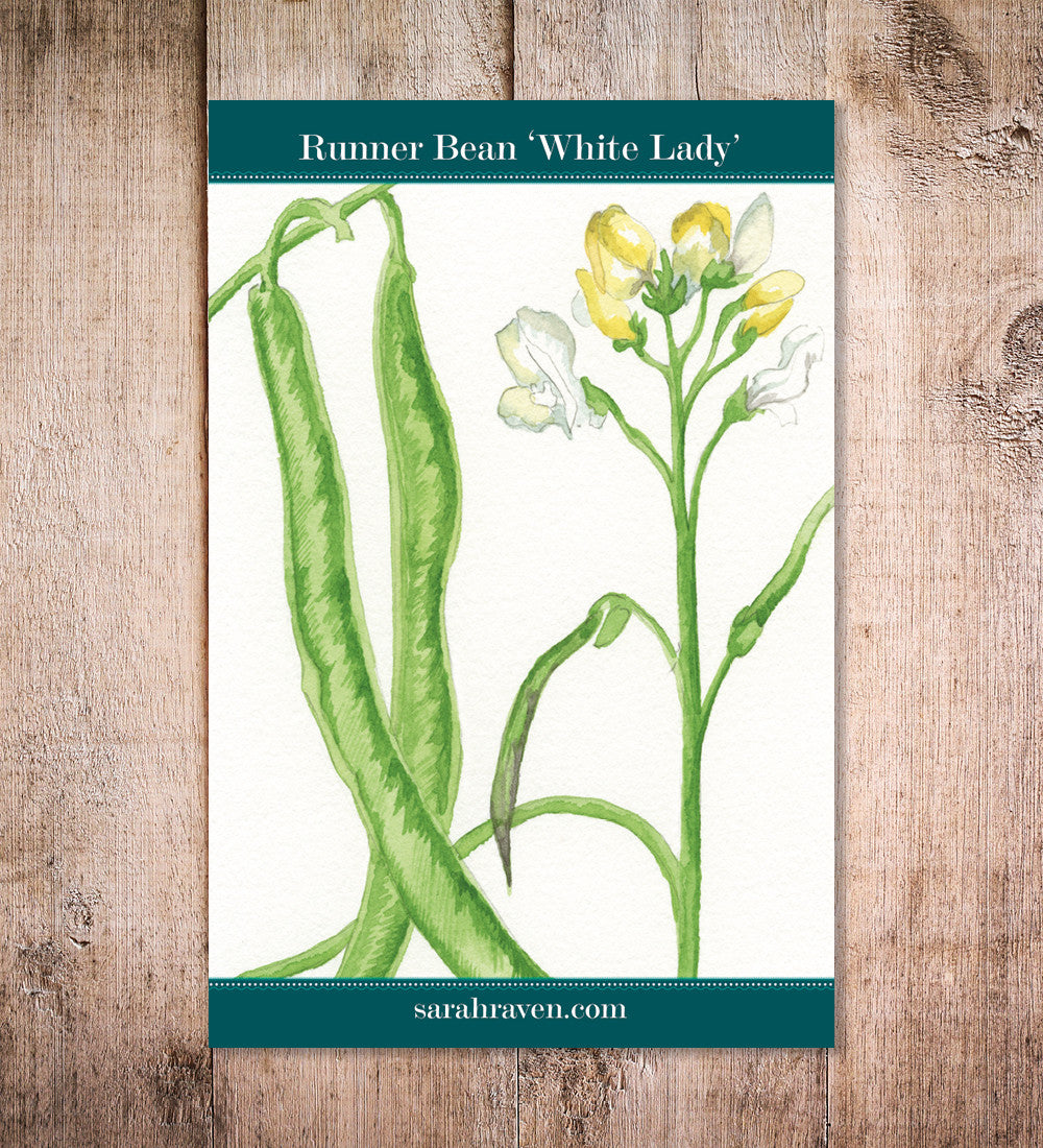 Runner Bean 'White Lady'