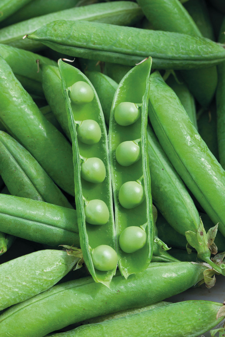 Pea 'Alderman'