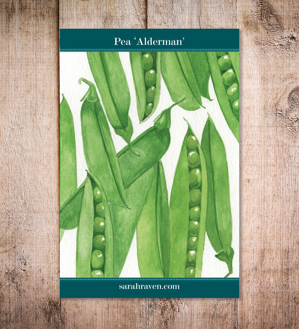 Pea 'Alderman'