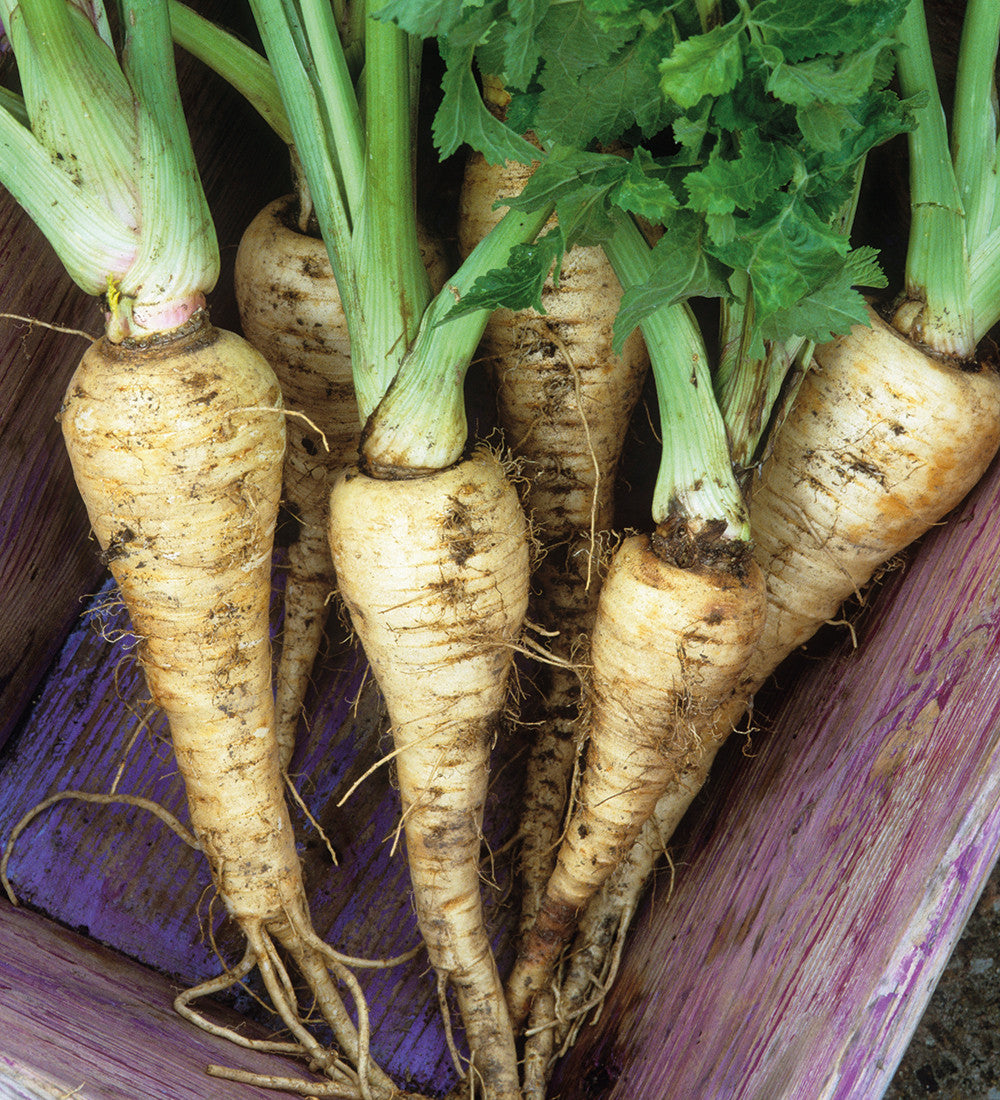 Parsnip 'Tender and True'