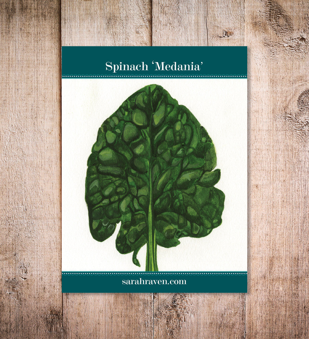 Spinach 'Medania'