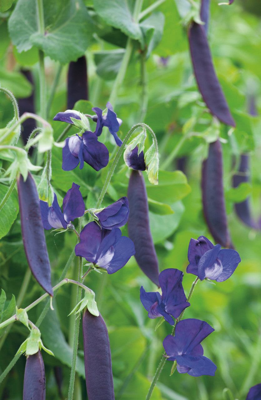 Pea 'Blauwschokker'