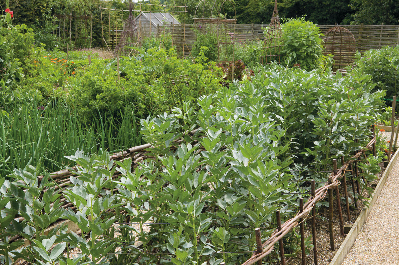 Broad Bean 'Masterpiece Green Longpod'