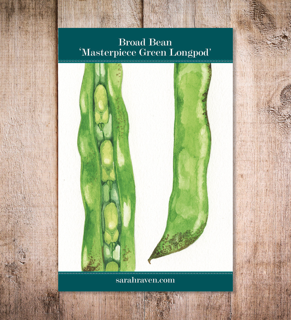 Broad Bean 'Masterpiece Green Longpod'