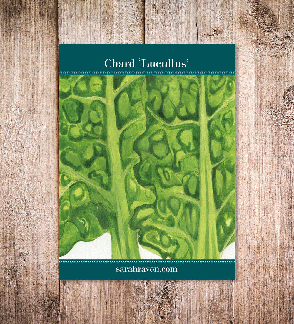 Swiss Chard 'Lucullus'