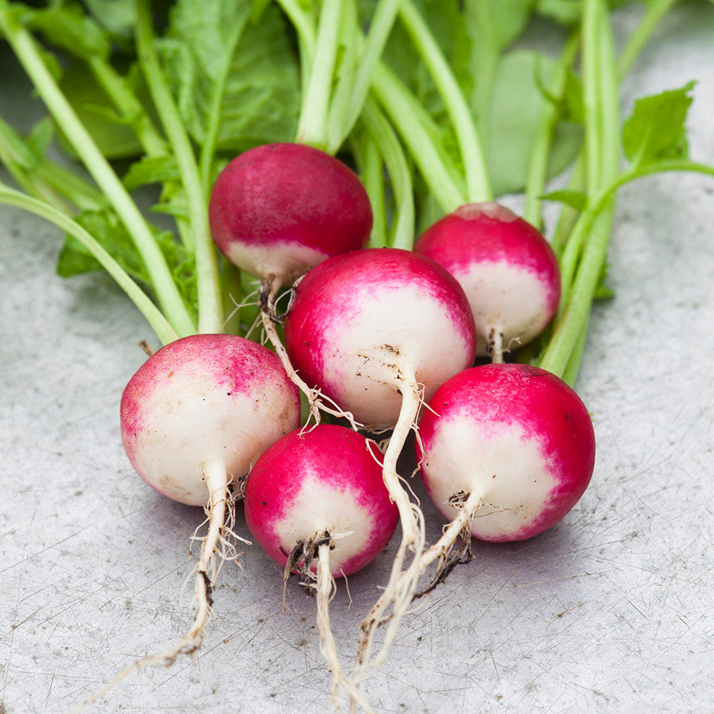 Radish 'Caro'